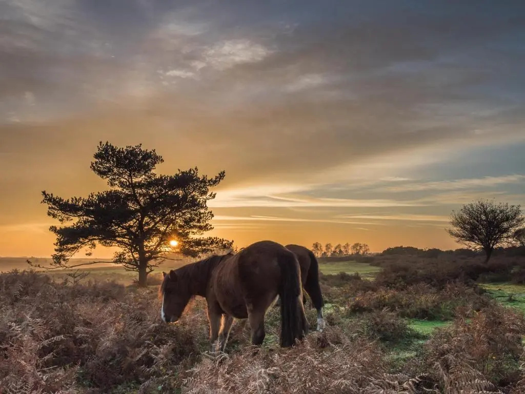 New Forest Lodges Bashley Park