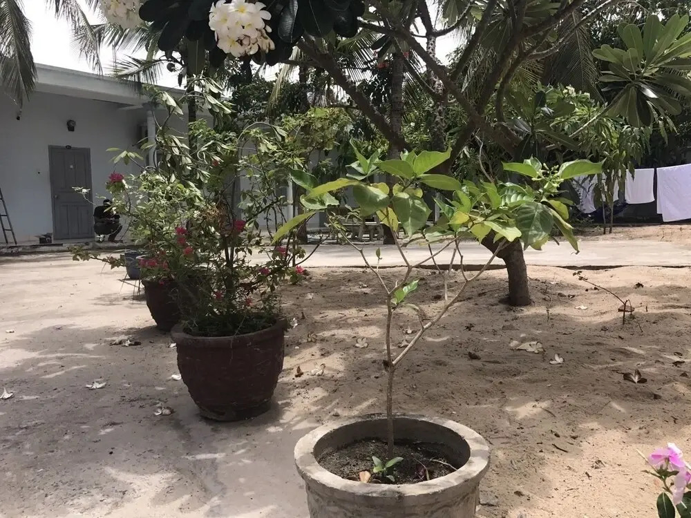 Nhat Phuc Guest House