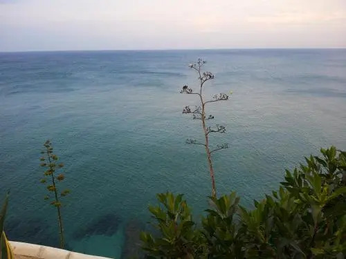 Gaviota Y Vora Mar