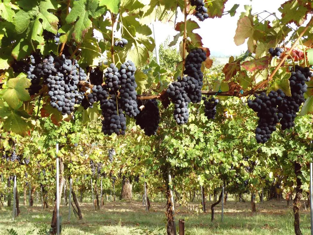 Agriturismo Ca Isotta