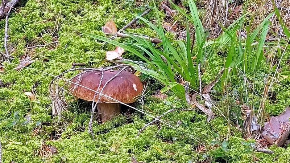 Vakari Puhketalu