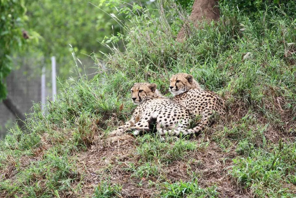 Vuyani Safari Lodge