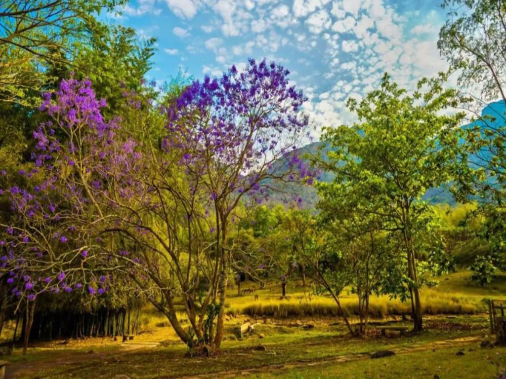Jungle Hut Resort