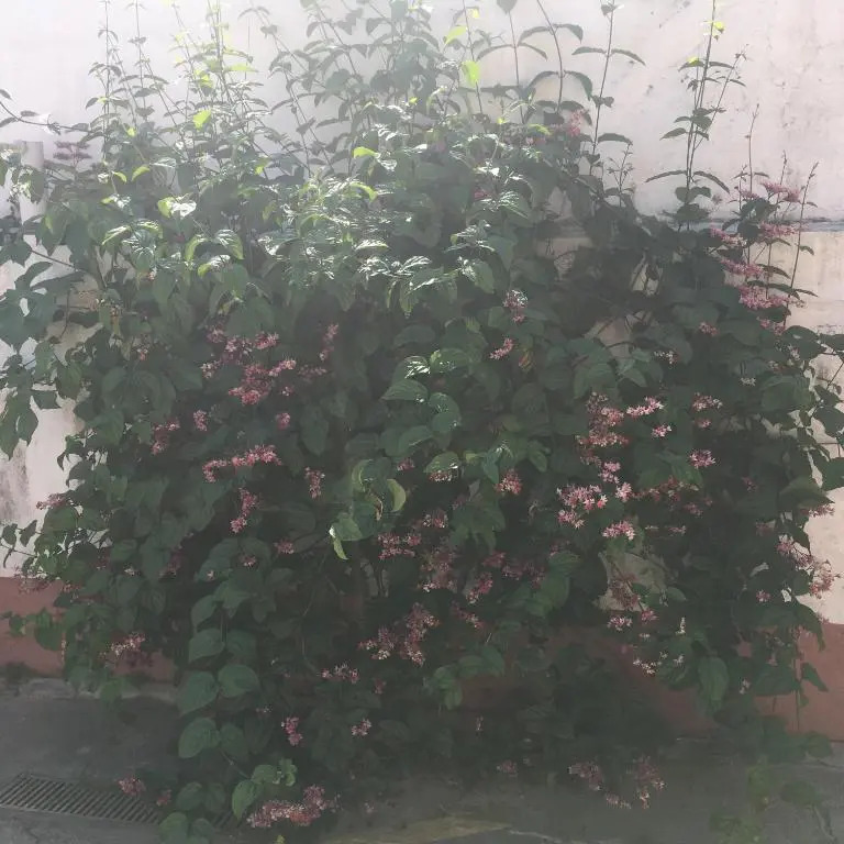 Pousada Bertioga