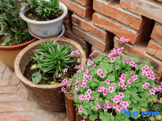 Beijing Encounters Flower Sea and Mountain Song Homestay