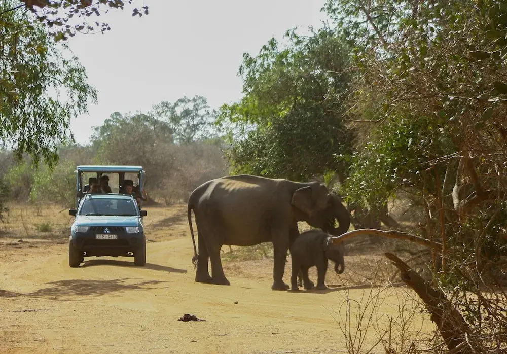 Yala National Park Camping