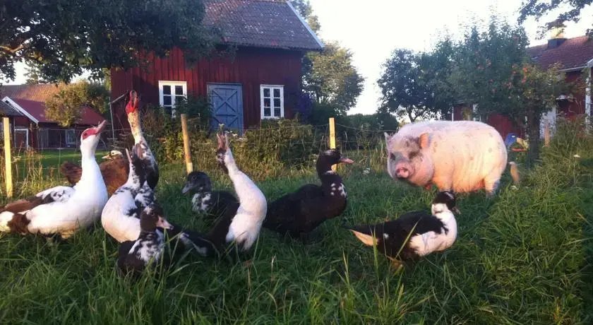 Äventyrsgårdens Vandrarhem, Kinnekulle