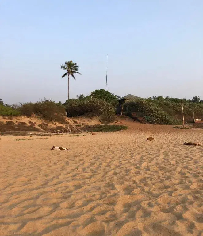 Melodious Waves