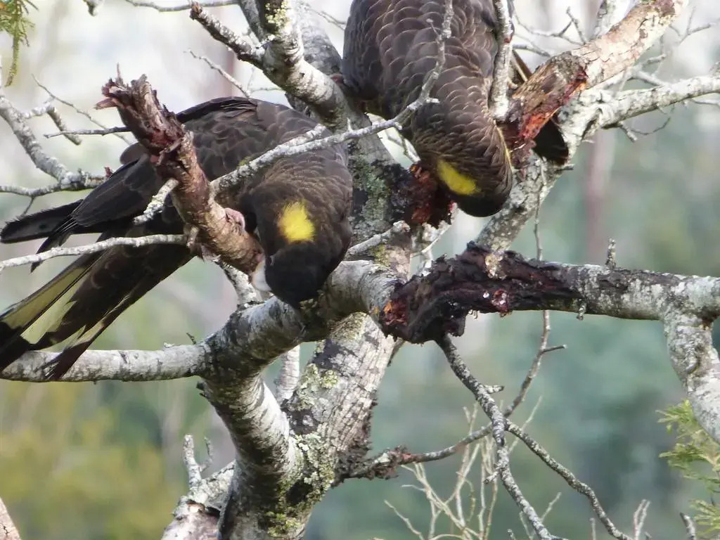 Launceston Wildlife Retreat