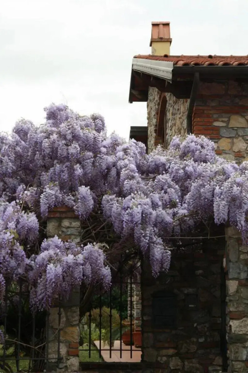Pietra & Glicine B&B