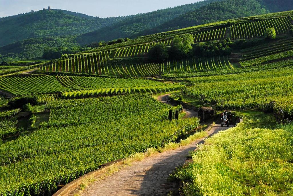 Coeur d'Alsace Colmar Vignobles Ouest