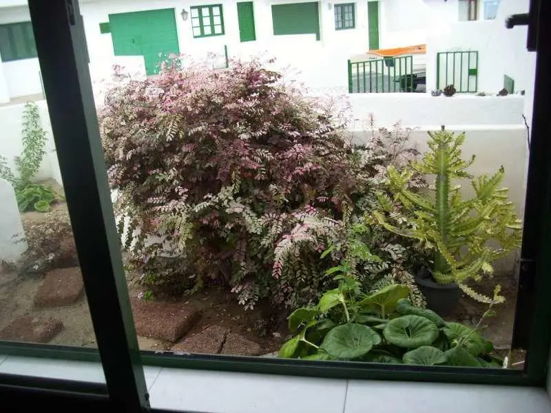 Nias