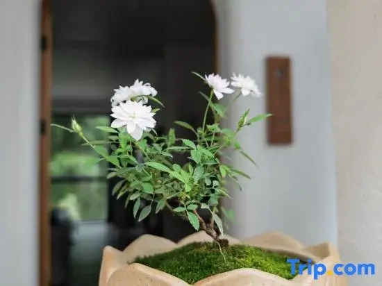 Xiao Zhang's Cultural and Artistic Homestay