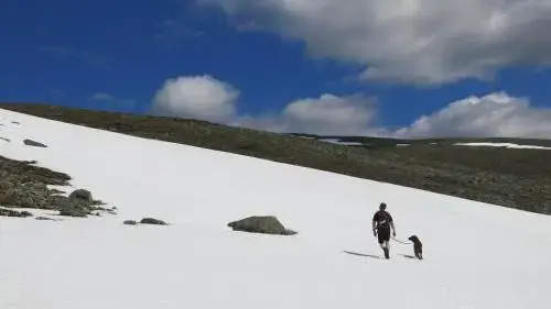 Fjellivet