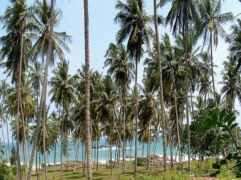 Hotel Tangoreef
