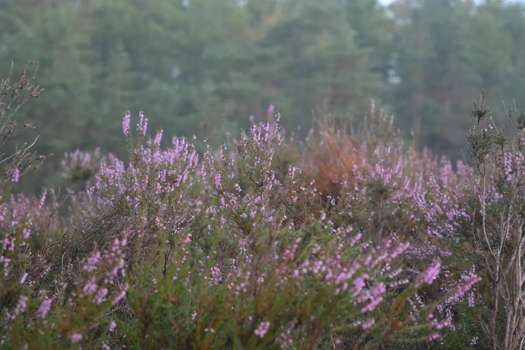 B&B De Loenense Bossen