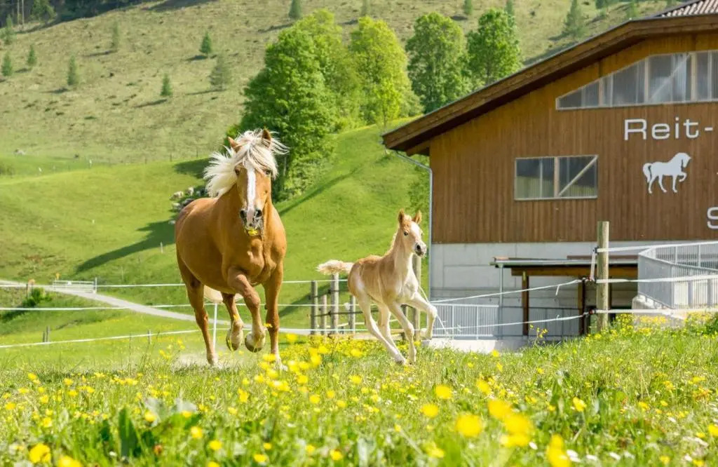 Hotel Schörhof