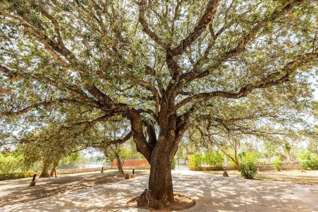 Finca Ses Rotetes