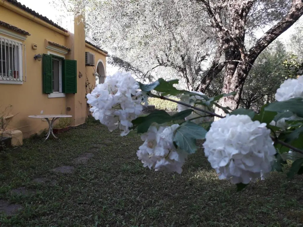 House in the Olive Garden