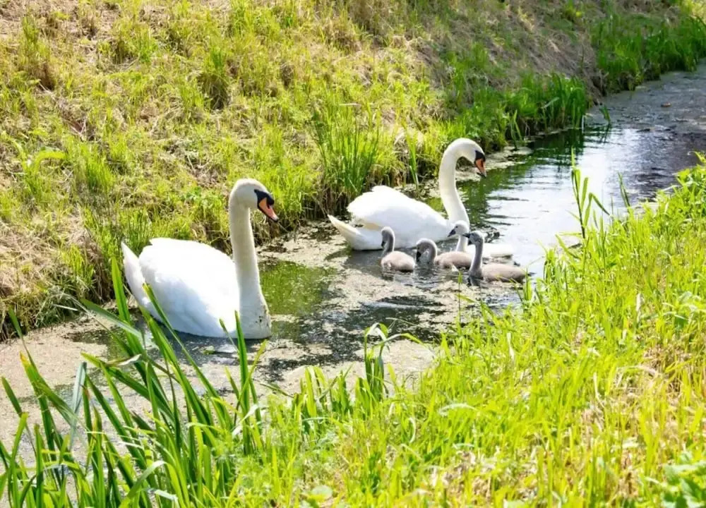 Getaway With Garden in Gelderland