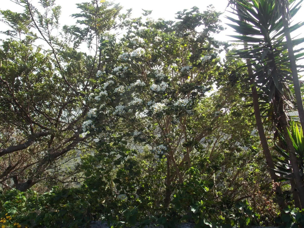 Hotel Las Orquideas