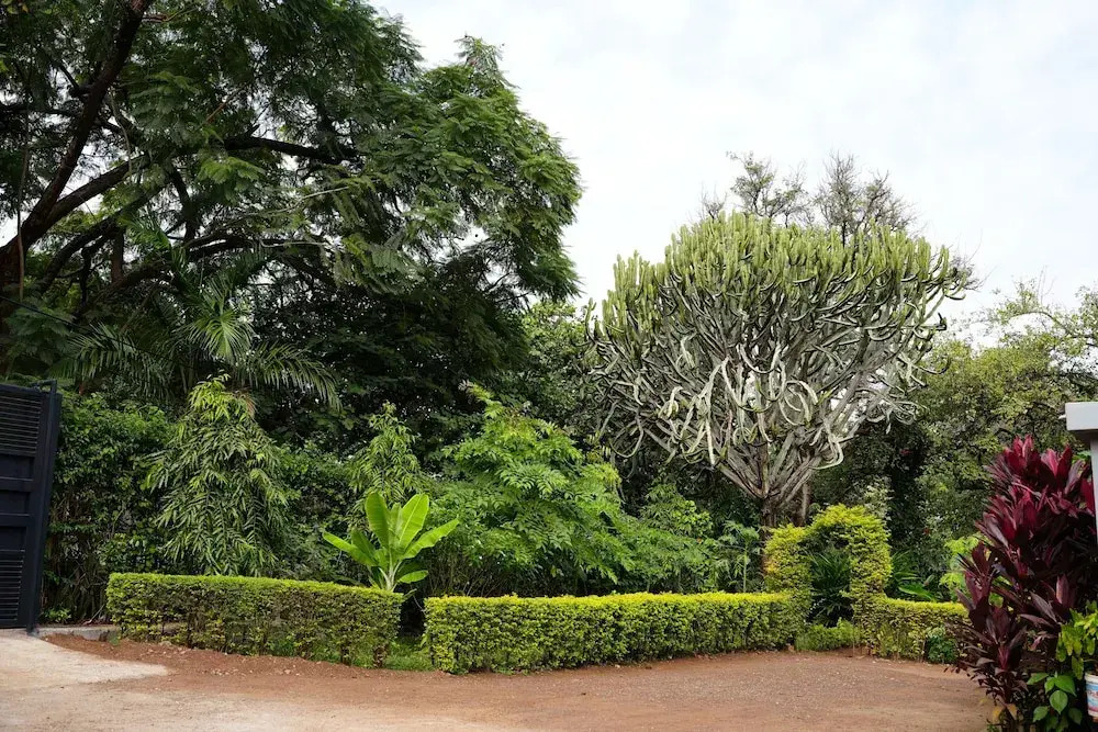 JACARANDA HOMESTAY
