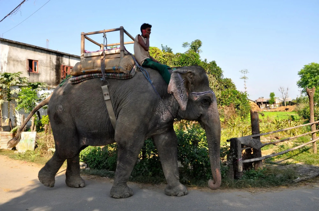 Chitwan Safari Resort