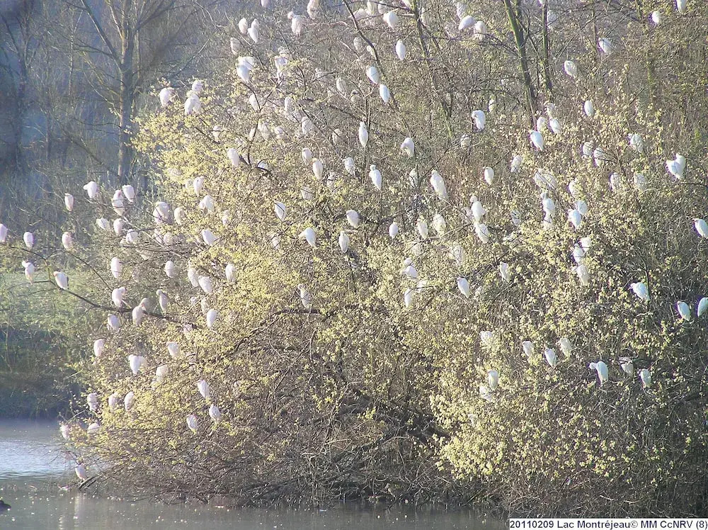 Les Chalets du Lac de Montréjeau