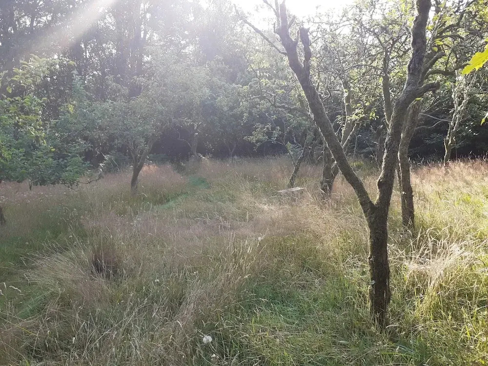 Forest How Guest House