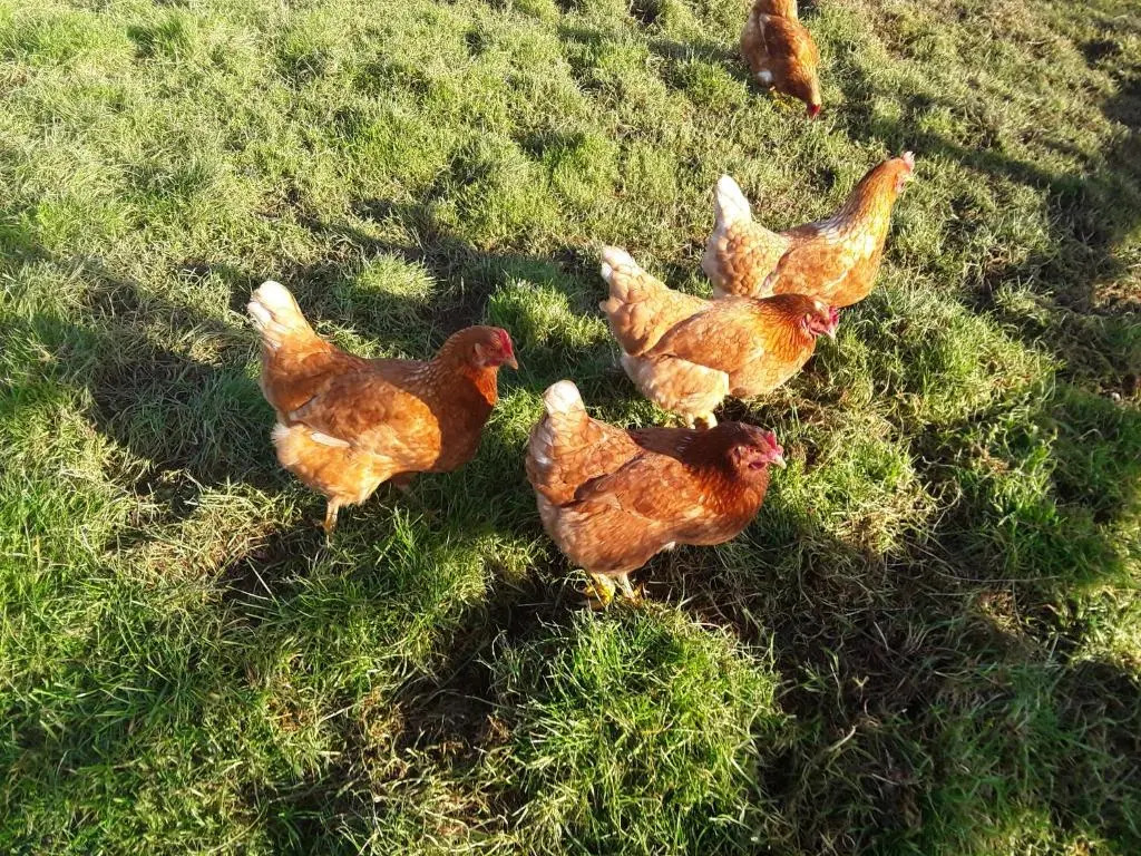 Sharlands Farm Bed and Breakfast