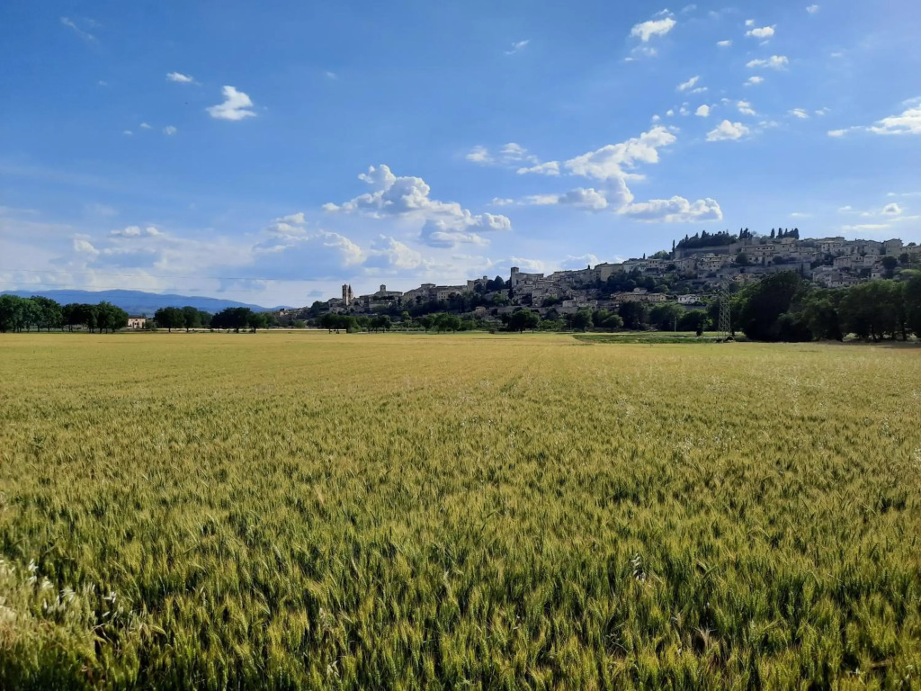 La Casa Tra Gli Ulivi