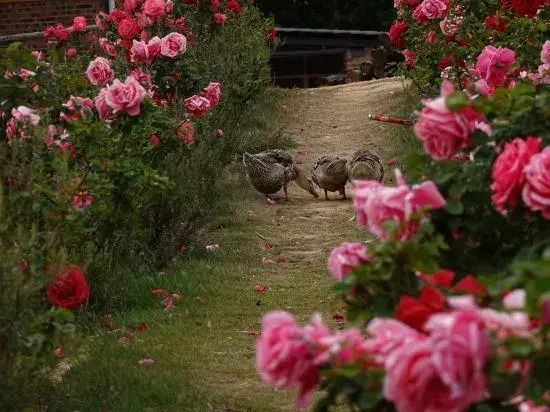 Meet Garden Inn