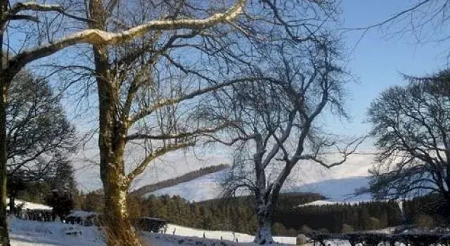 The Coppice