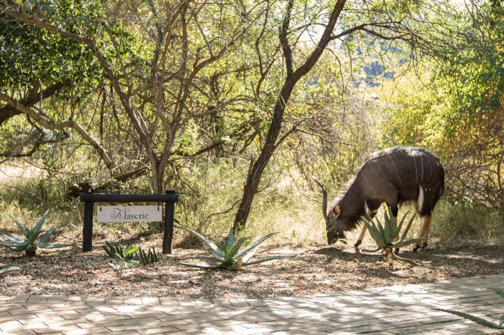 The River Lodge At Thornybush
