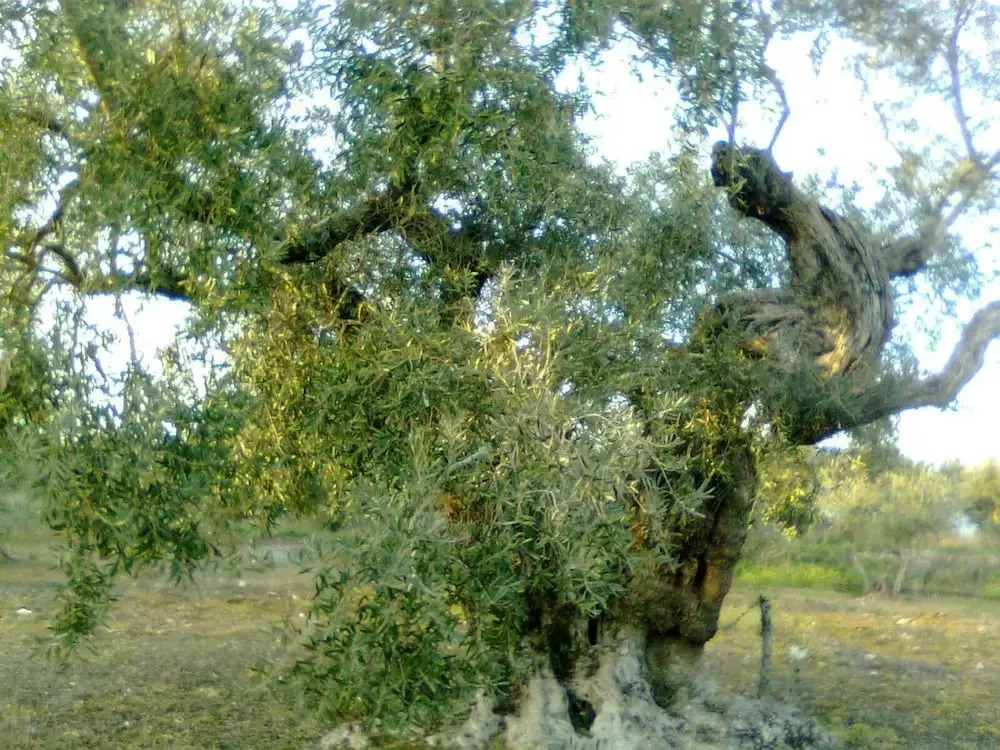 Casa Rural La Breña