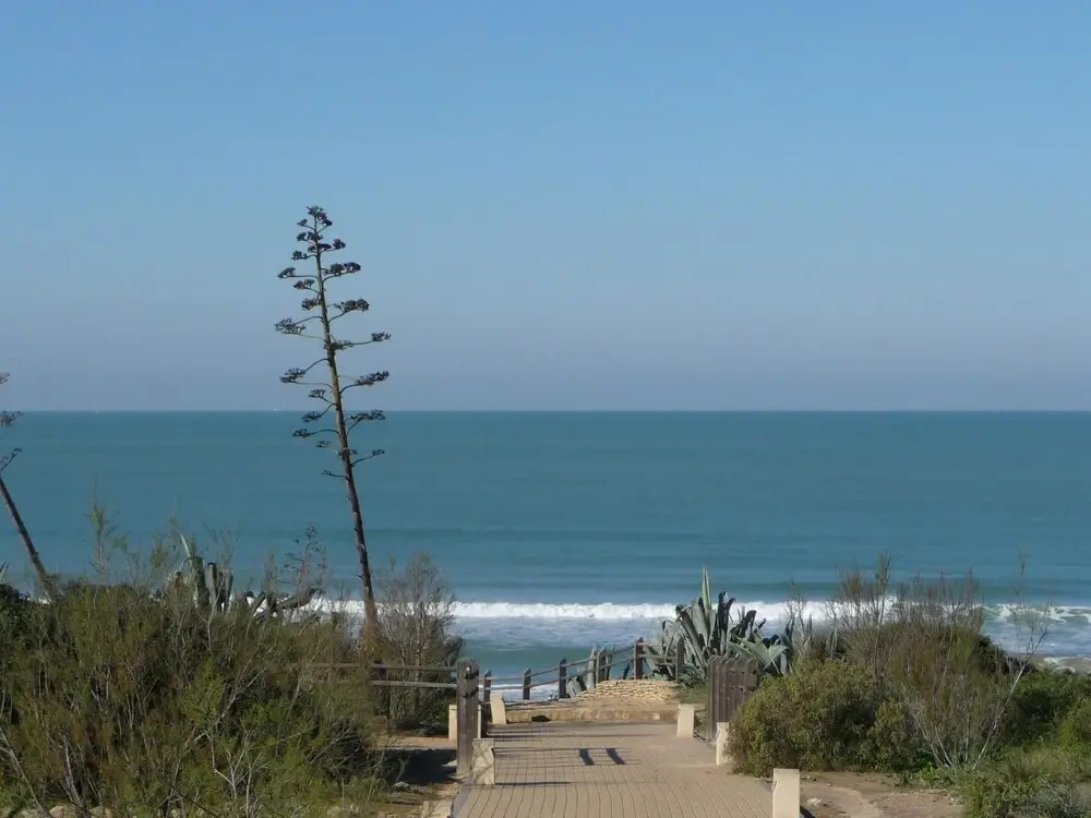 Violetas de Mar
