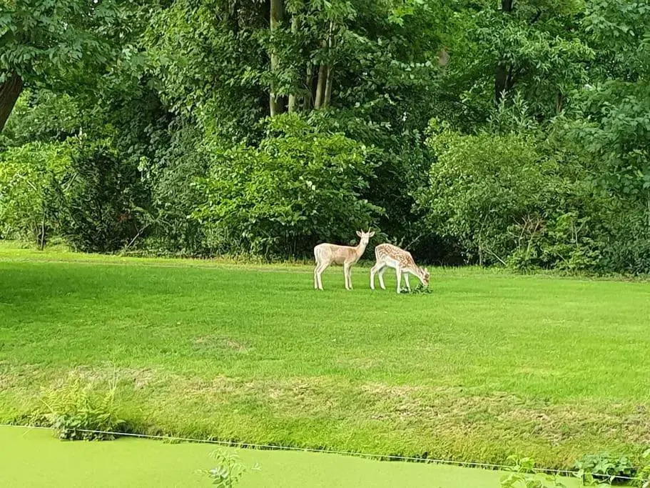 Midden in de Friese bossen op landgoed Princenhof
