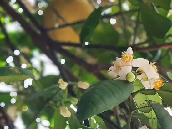 Yihai Homestay (Weizhou Island Wucaitan Branch)