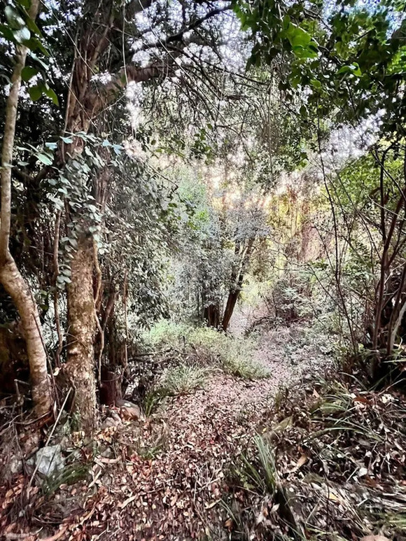 Olas de Buchupureo - con vida de campo