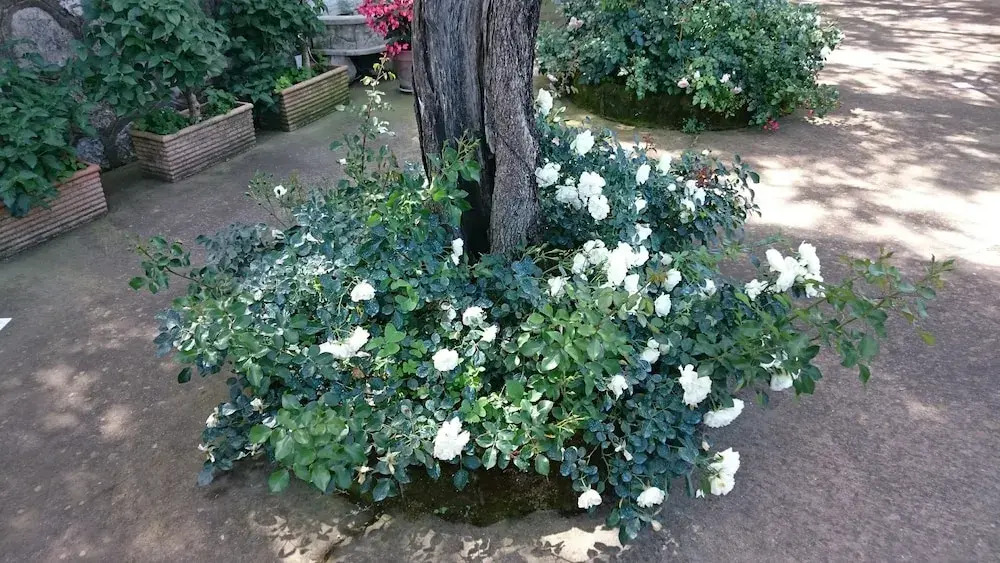 Villa l'Ulivina