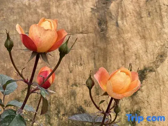 Yuanshanshe Homestay (Guilin Rongchuang Paradise University of Technology)