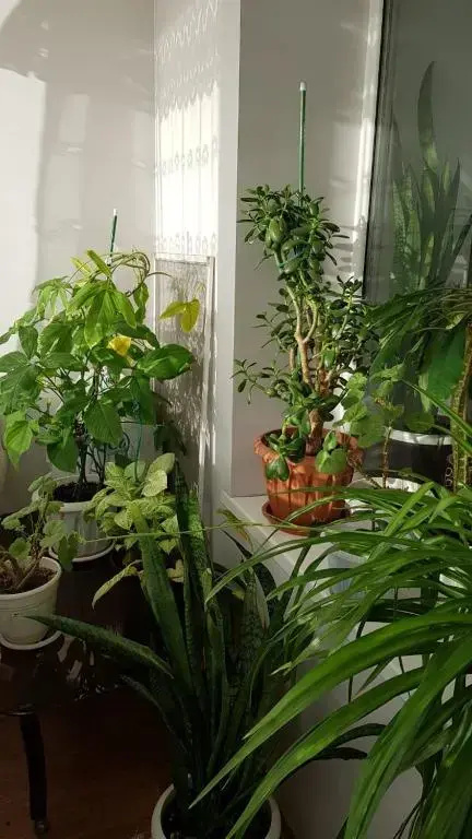 Apartamenty na SOVETSKOJ 39