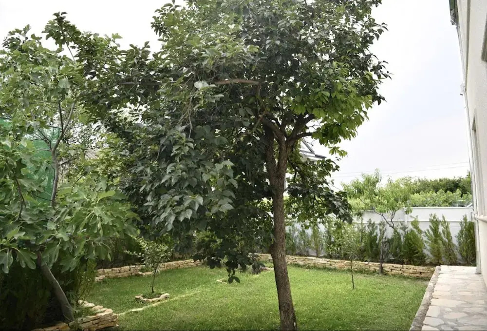 Lari