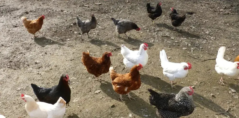 Accessible Friendly Farm Stay