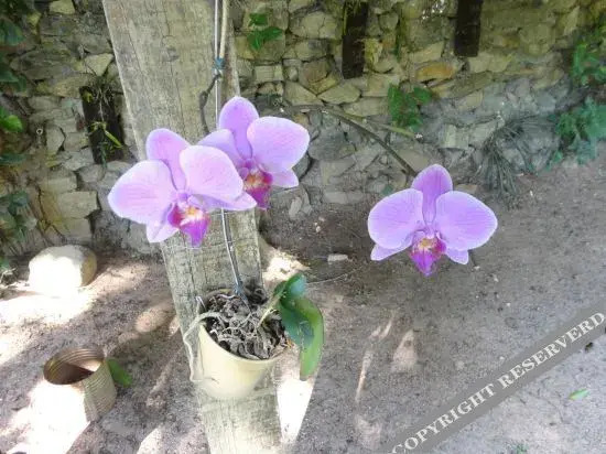 Sitio Das Bromelias