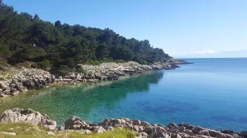 Orhideja 2