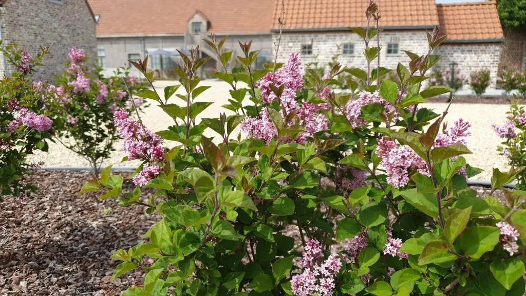 B&B t Meesterhof
