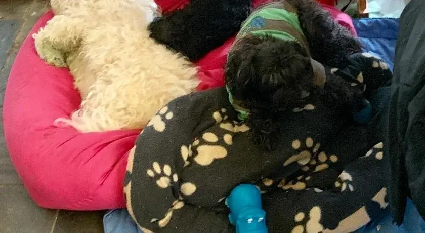The Little Tree Boutique B&B