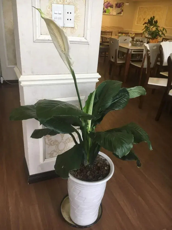 May House Hotel