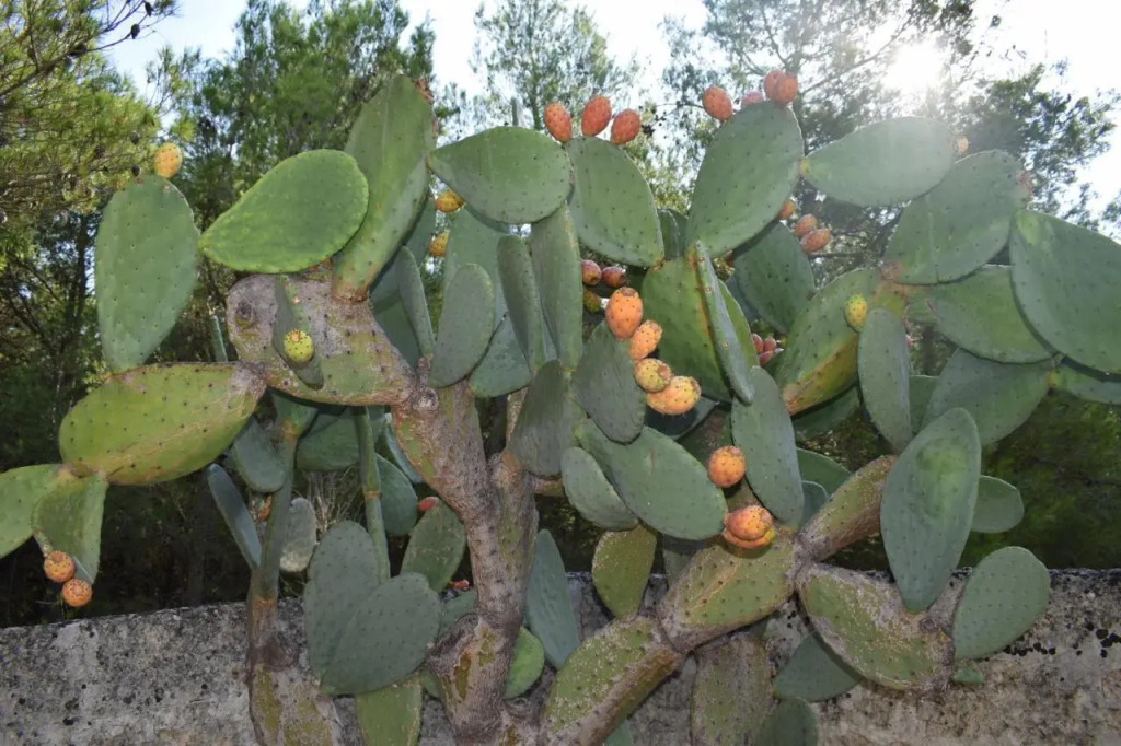 Masseria Convento